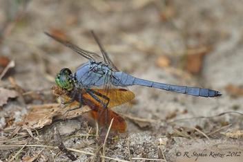 Erythemis simplicicollis, male as predator